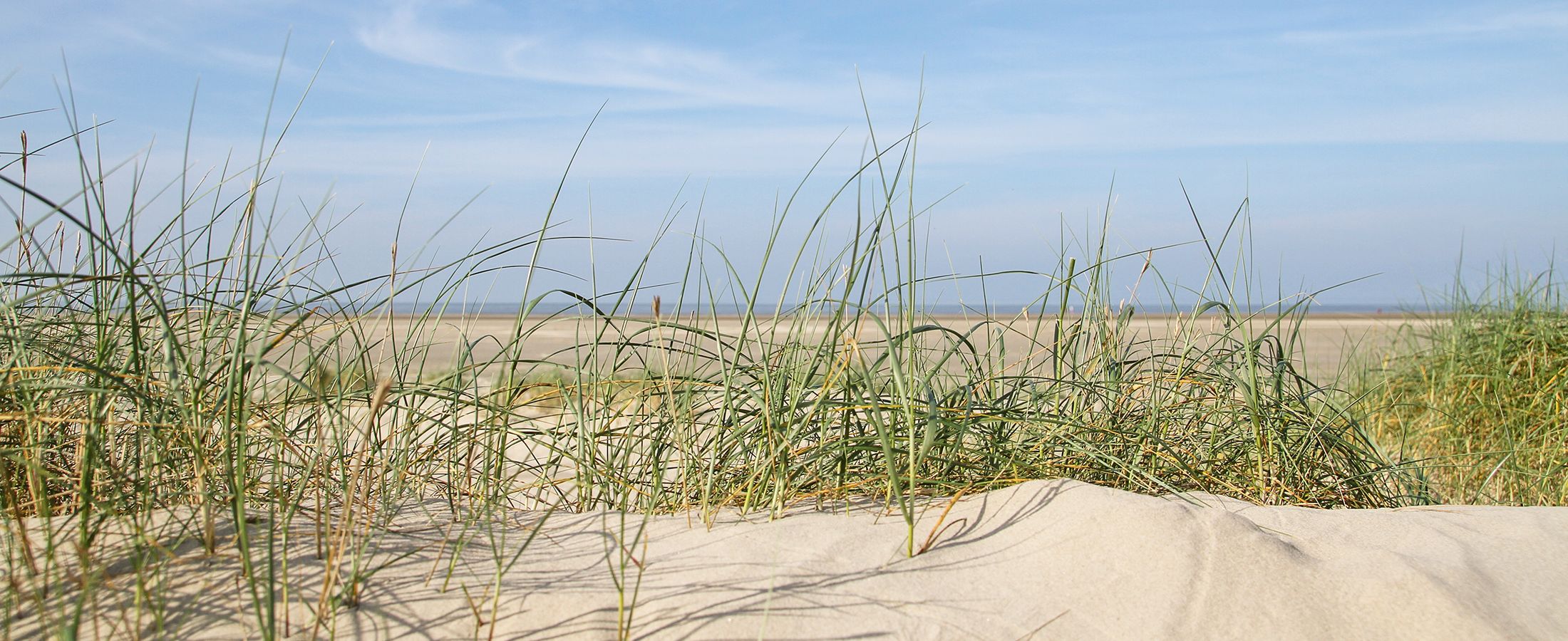 Ferienwohnung Borkum: Weisser Seehund
