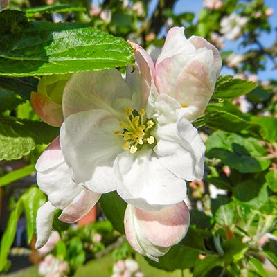 Blumen im Garten hinter dem Haus