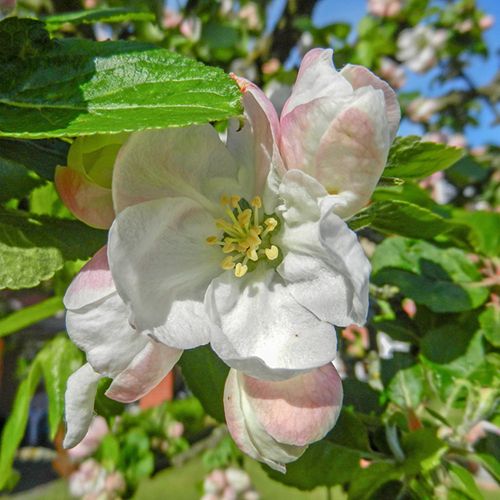 Blumen im Garten hinter dem Haus